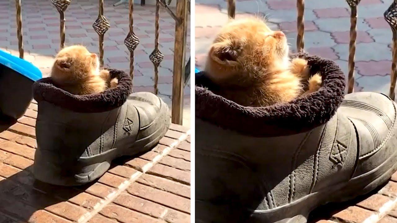 Embedded thumbnail for I migliori video del 2022 (Parte 38) || ✪ Stern DuTube - Clip virali di gatti