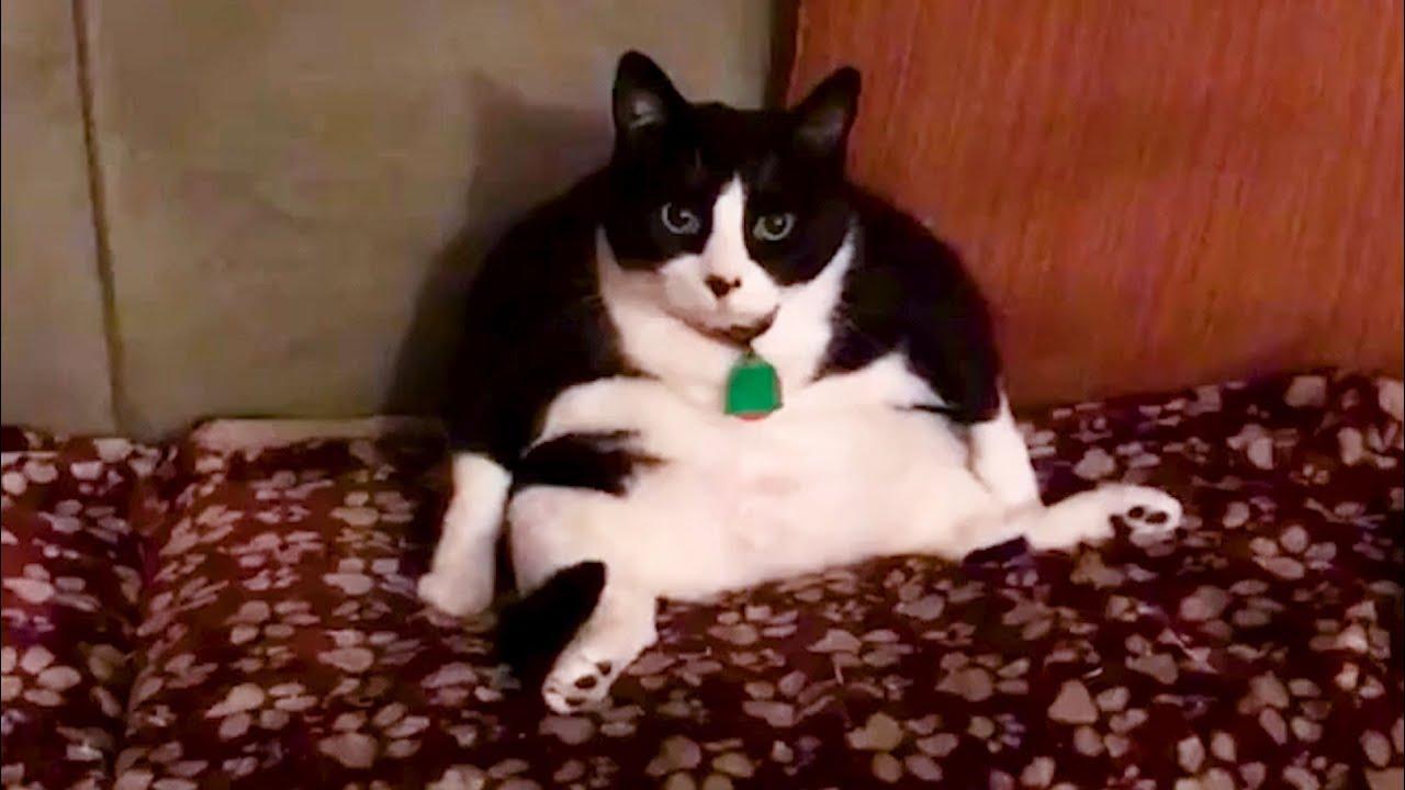 Embedded thumbnail for I migliori video (Parte 115) | ✪ Stern DuTube: errori esilaranti da non perdere