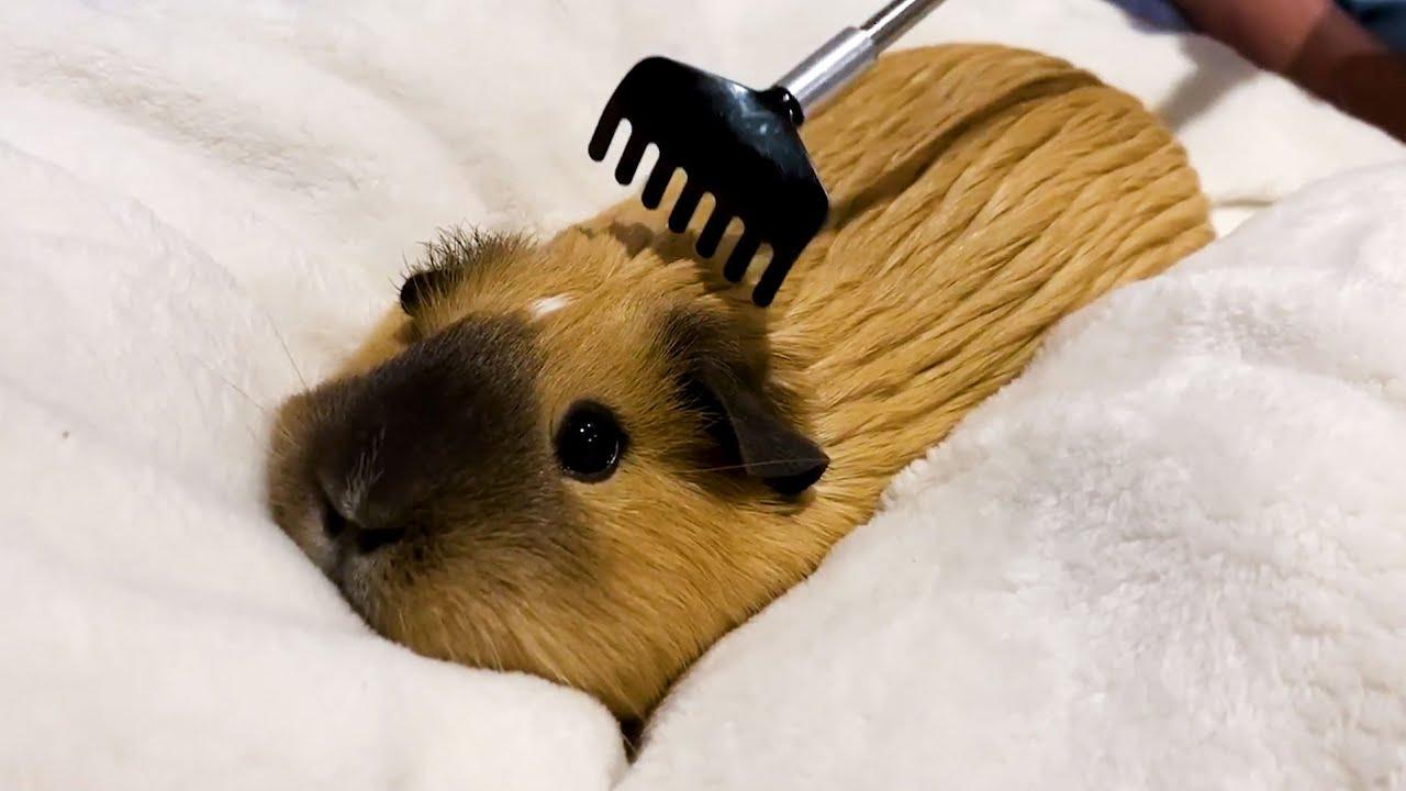 Embedded thumbnail for I migliori video del momento (Parte 69) || ✪ Stern DuTube momenti rari