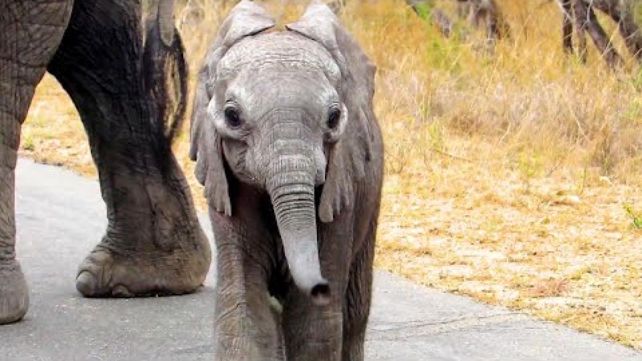 Embedded thumbnail for I migliori video di Stern DuTube (Parte 45) || Video virali di animali 2025