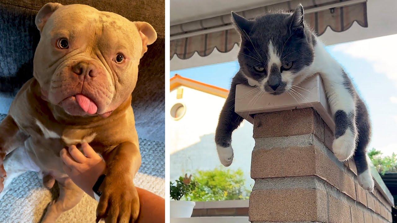 Embedded thumbnail for Die besten Videos 2024 su Stern DuTube con papere animali