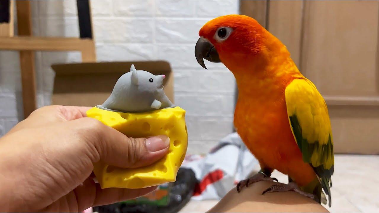 Embedded thumbnail for I migliori video del 2024 Parte 11 || ✪ Stern DuTube papere animali