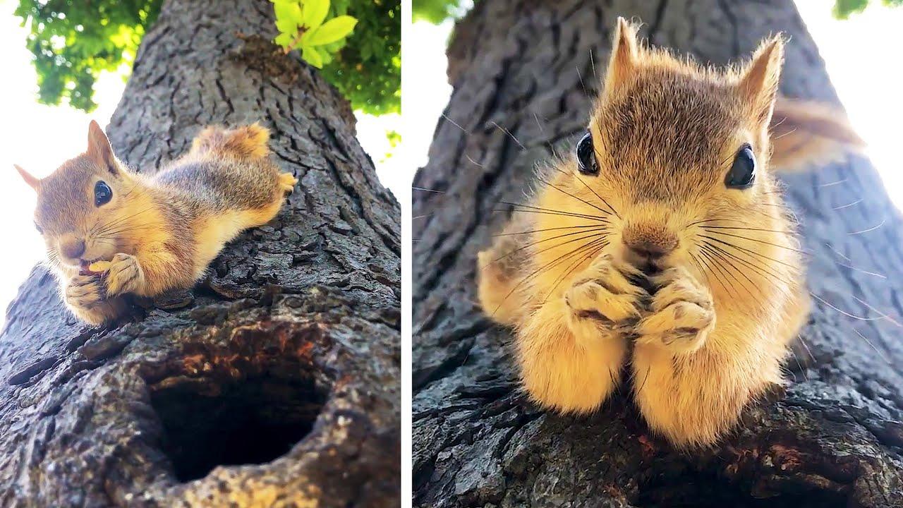 Embedded thumbnail for I migliori video del 2023 (Parte 114) ✪ Stern DuTube con video virali di animali 2025