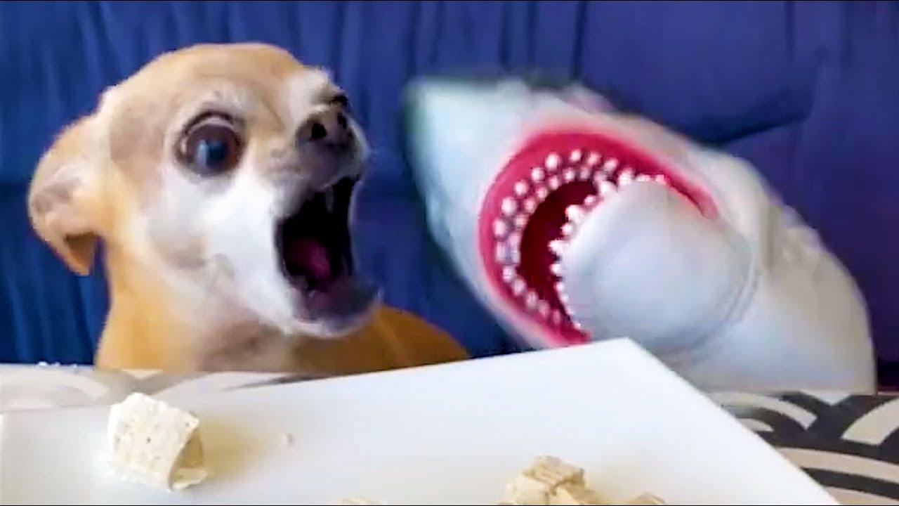 Embedded thumbnail for I migliori video Die besten Videos (Parte 109) || ✪ Stern DuTube errori esilaranti