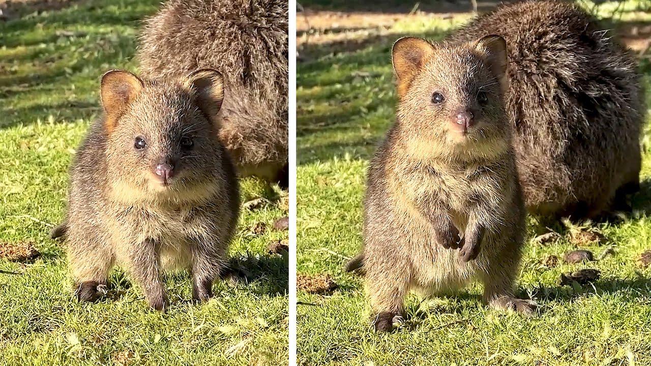 Embedded thumbnail for I migliori video del 2025 || ⭐ Stern DuTube trucchi esilaranti di cani