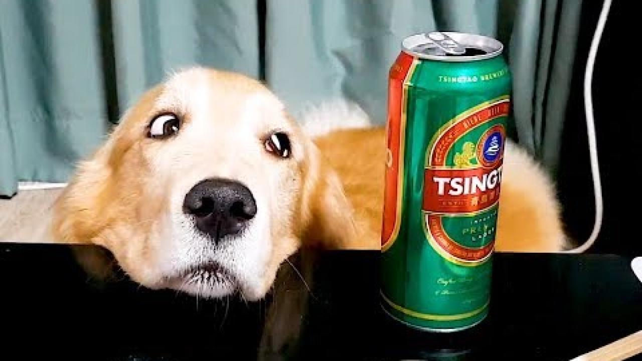 Embedded thumbnail for Best Videos Part 9 || ✪ Stern DuTube - Top Clips You Can't Miss