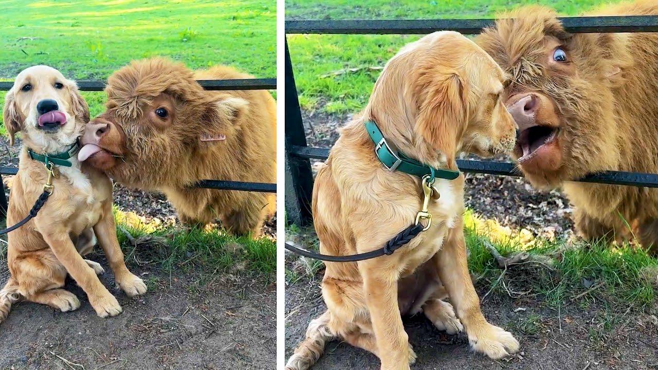 Embedded thumbnail for I migliori video del 2025 su Stern DuTube momenti insoliti