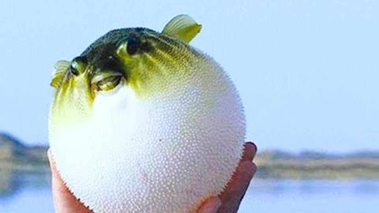 Embedded thumbnail for I migliori video (Parte 18) || ✪ Stern DuTube: momenti di falli di cani che ti faranno ridere