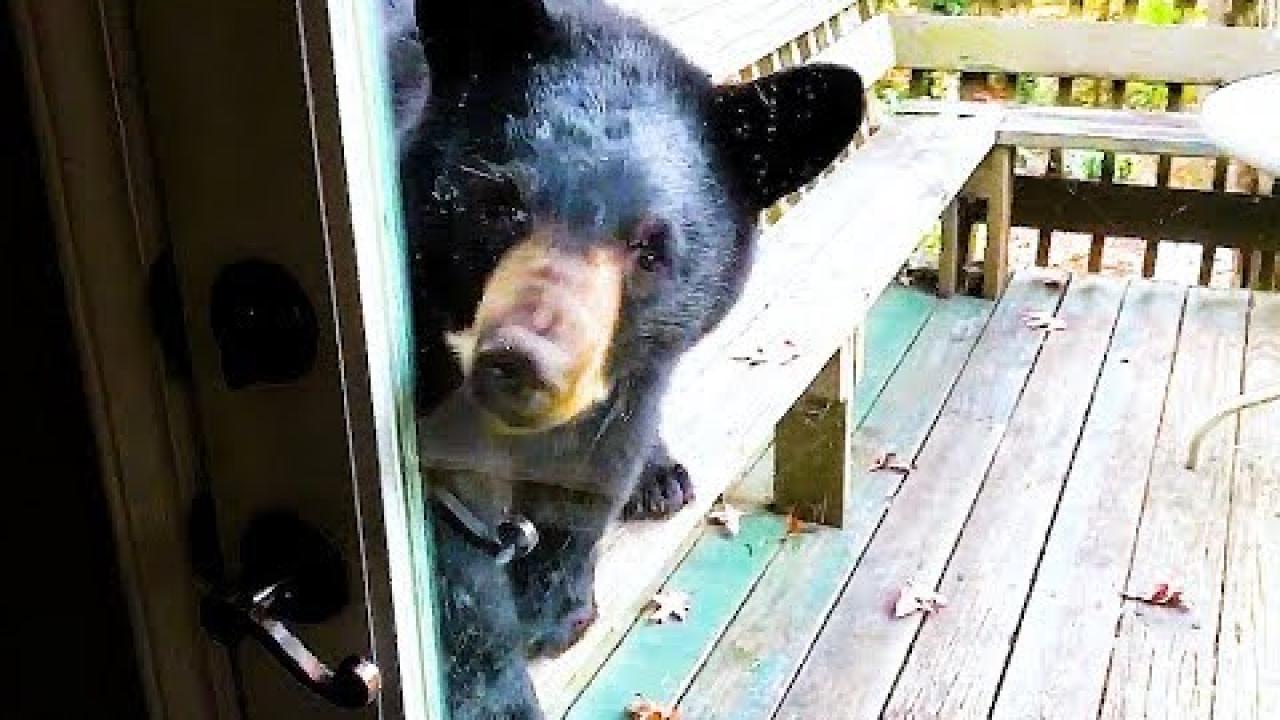 Embedded thumbnail for I migliori video (Parte 46) || ✪ Stern DuTube - momenti rari