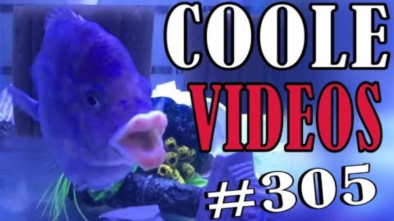 Embedded thumbnail for KÜSS MICH: Un Video Eccezionale su Stern DuTube | Coole Videos #305 di cani