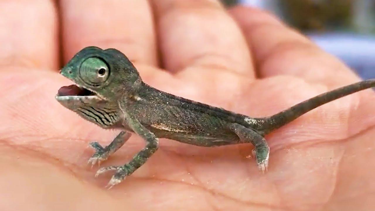 Embedded thumbnail for I video migliori del 2023 (Parte 40) || ✪ Stern DuTube - Clip virali di gatti