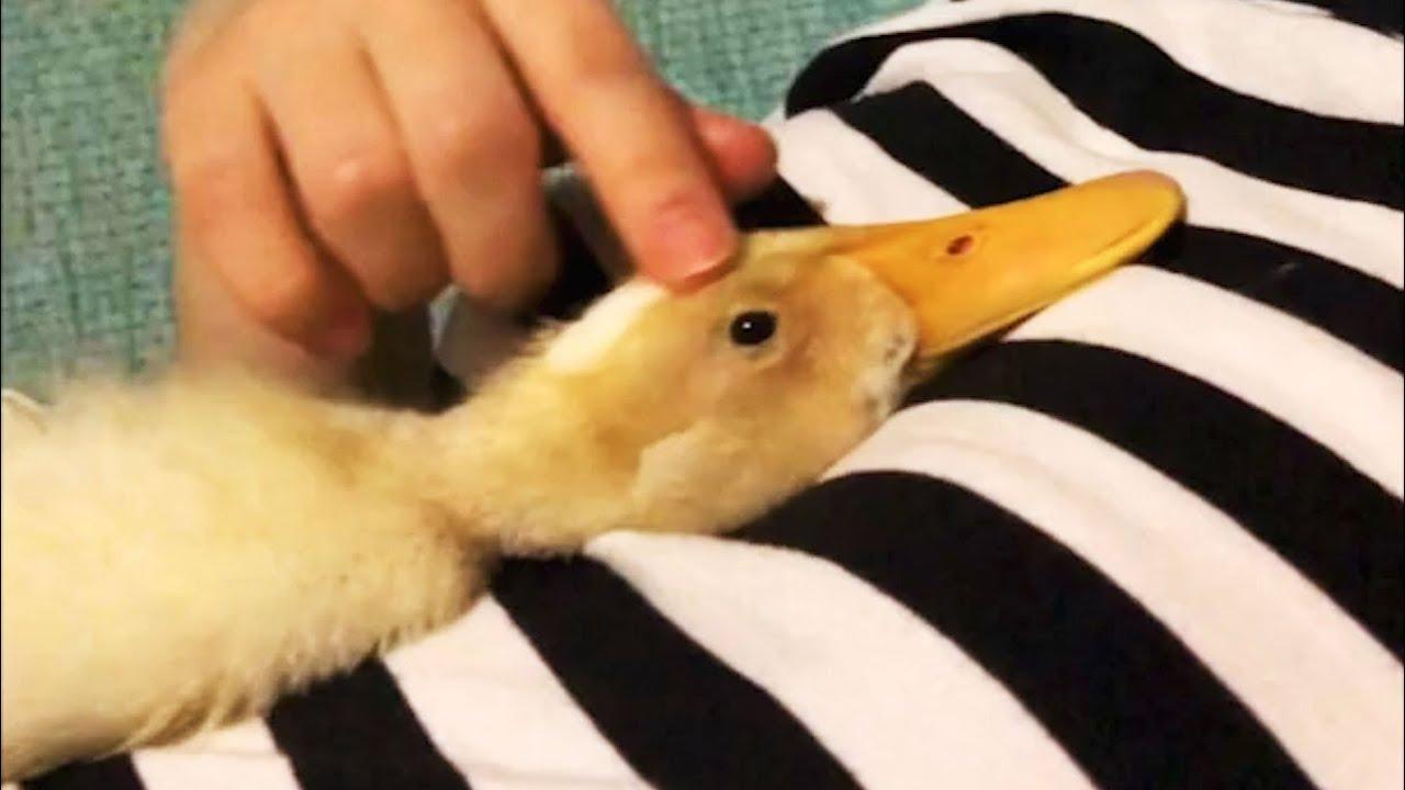 Embedded thumbnail for I migliori video di animali del 2025 - Parte 59 || ✪ Stern DuTube video virali di animali 2025