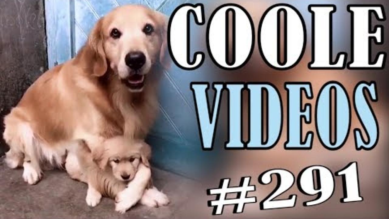 Embedded thumbnail for Coole Videos #291 || ✪ Stern DuTube reazioni adorabili di animali da non perdere