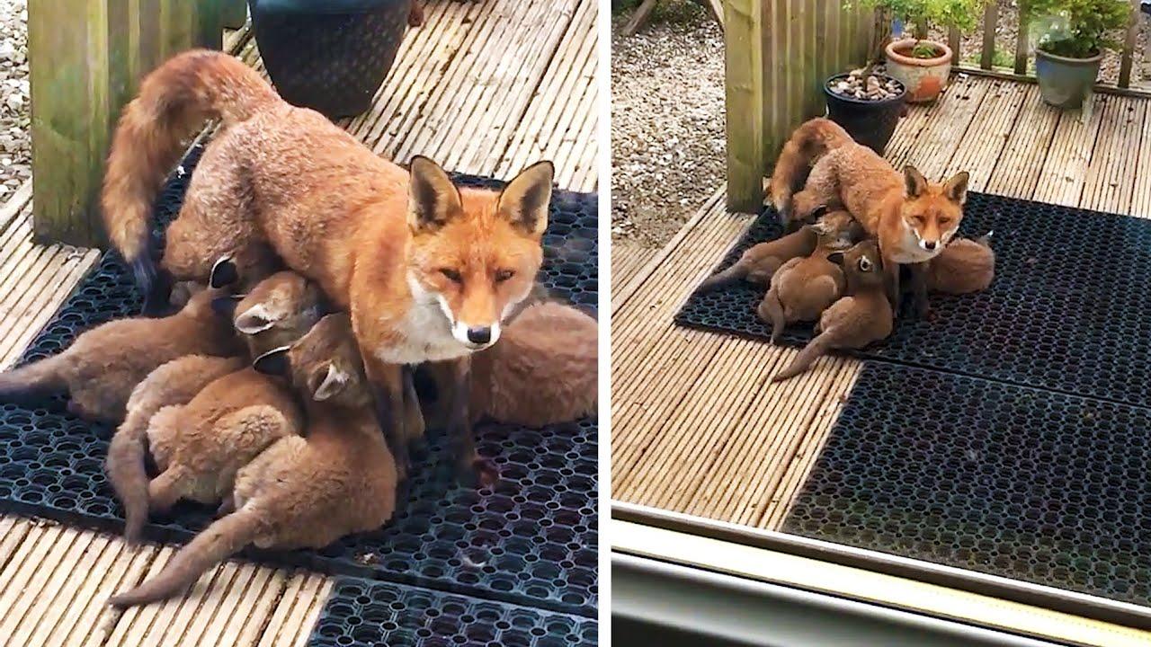 Embedded thumbnail for I migliori video (Parte 123) || ✪ Stern DuTube: momenti insoliti da non perdere