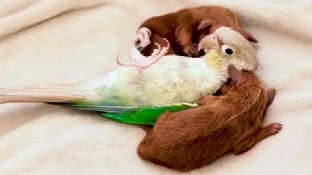 Embedded thumbnail for Top Videos Part 23 || Stern DuTube Highlights with Funny Animal Bloopers at the End