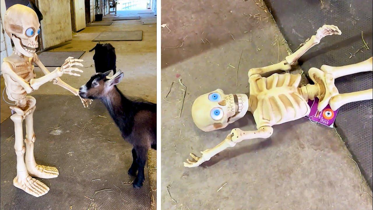 Embedded thumbnail for I migliori video del 2024 su Stern DuTube e gli errori esilaranti da non perdere!