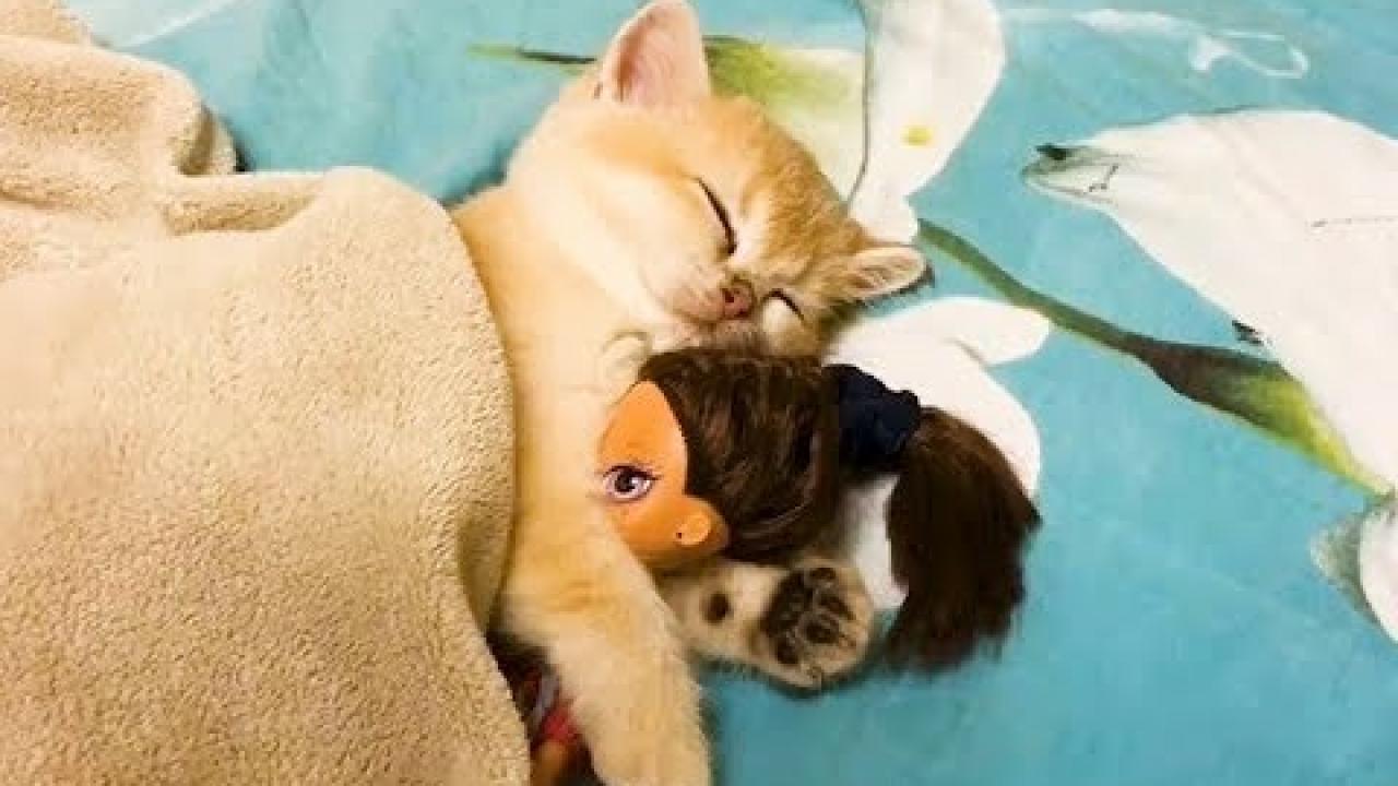 Embedded thumbnail for The Best Videos Part 3 on Stern DuTube Featuring Adorable Dog Videos