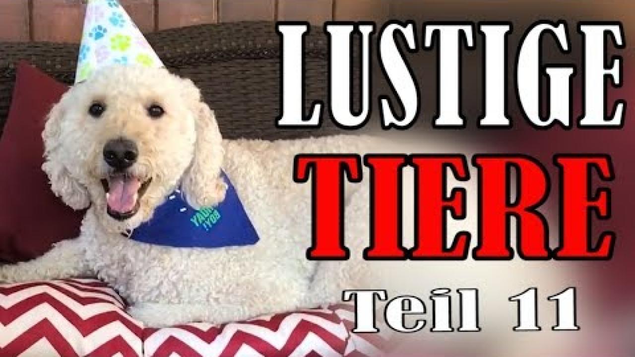 Embedded thumbnail for Süße und Lustige Tiervideos Teil 11 || Stern DuTube momenti insoliti