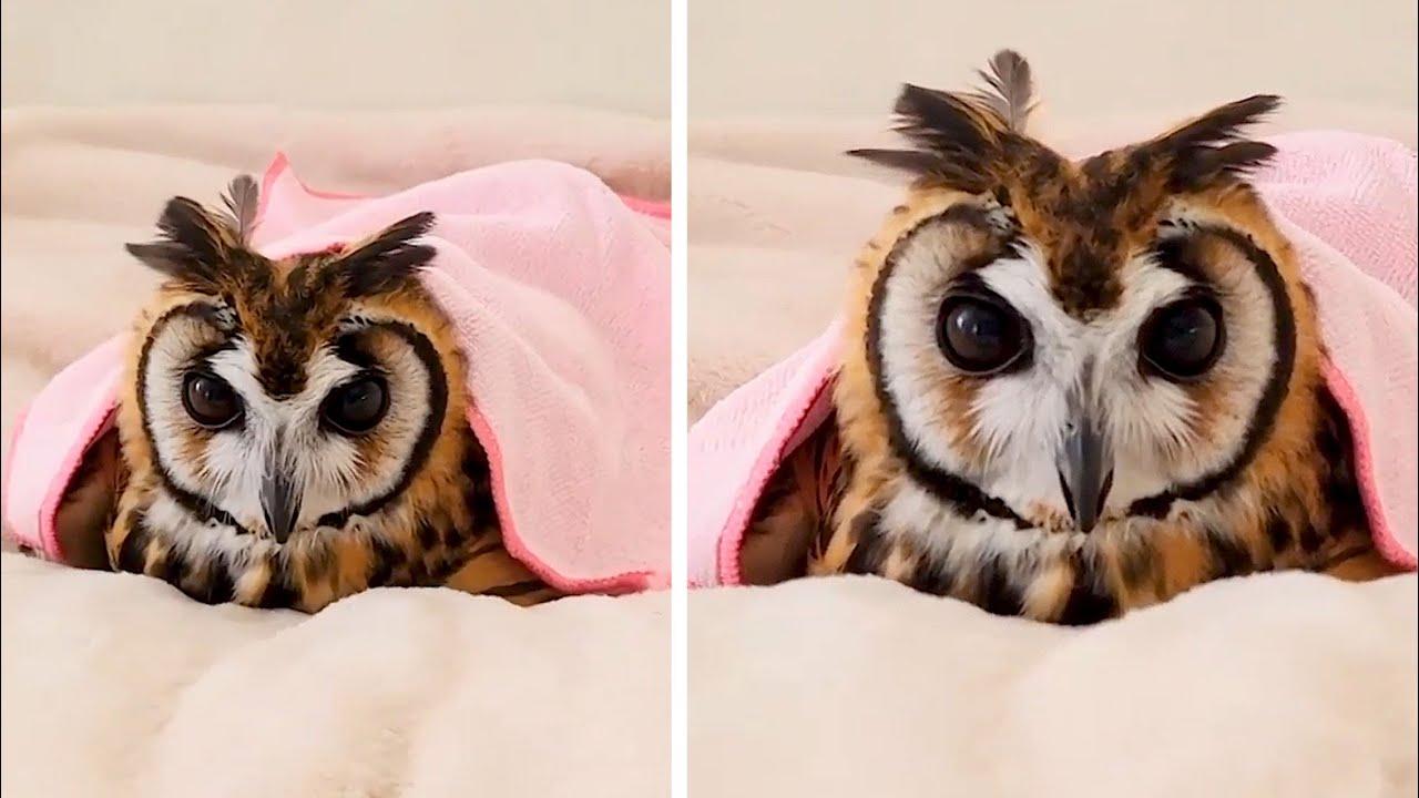 Embedded thumbnail for I migliori video Parte 96 || Stern DuTube con clip virali di gatti da non perdere