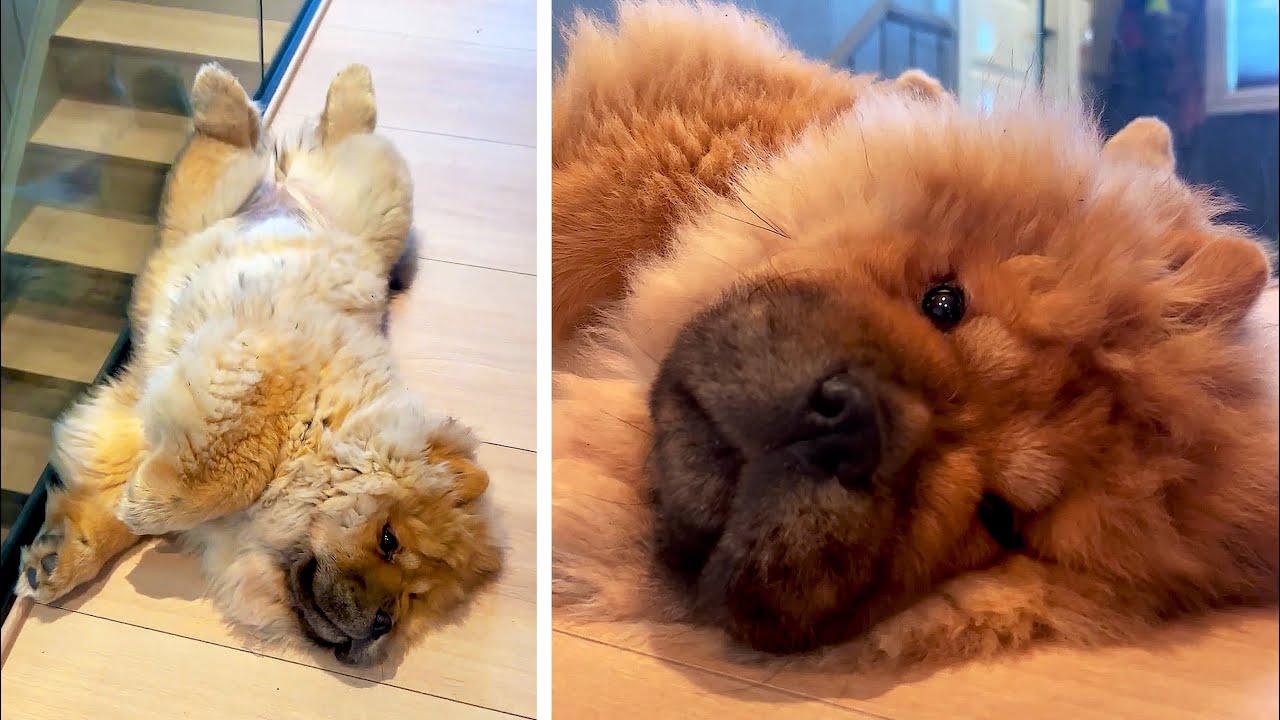 Embedded thumbnail for I migliori video del 2026 || Stern DuTube e momenti carini di animali da non perdere