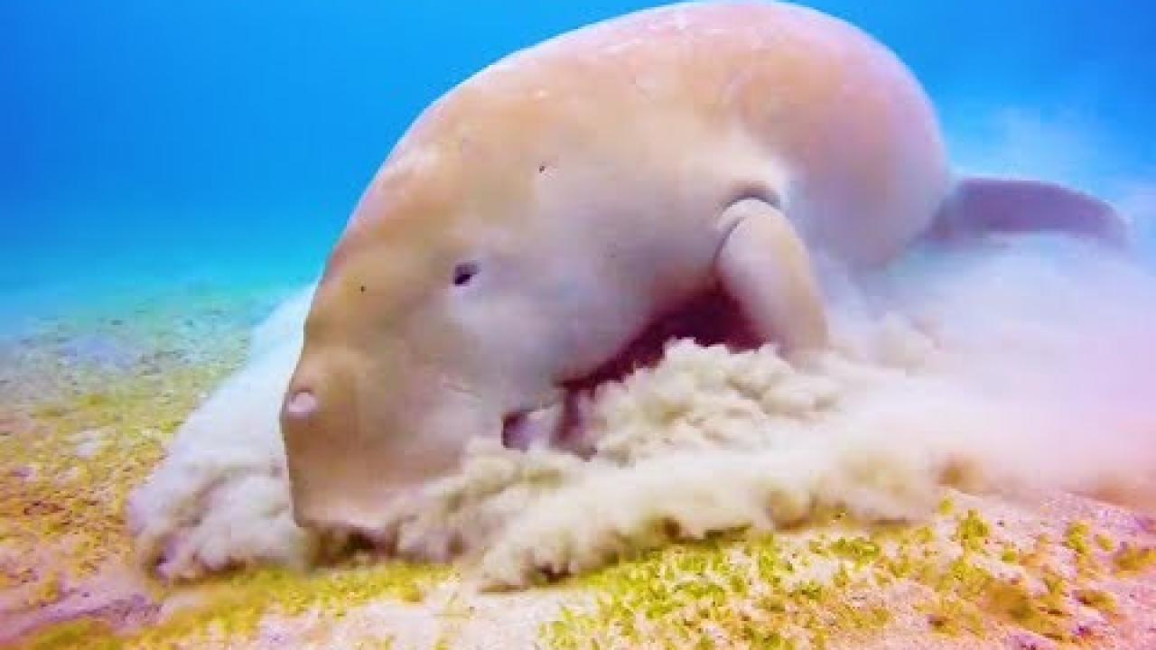 Embedded thumbnail for I migliori video del 2025 (Parte 34) || ✪ Stern DuTube video virali di animali 2025