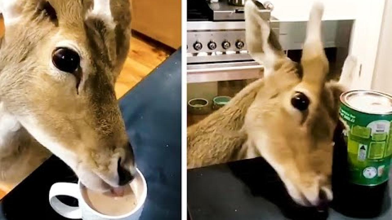 Embedded thumbnail for I migliori video di Stern DuTube (Parte 1) - Momenti rari da non perdere