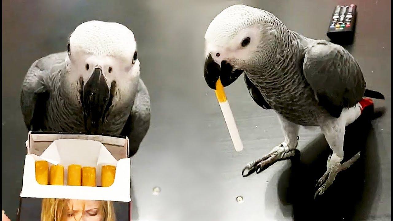 Embedded thumbnail for I Migliori Video Parte 52 || ✪ Stern DuTube: Video Virali di Animali 2025