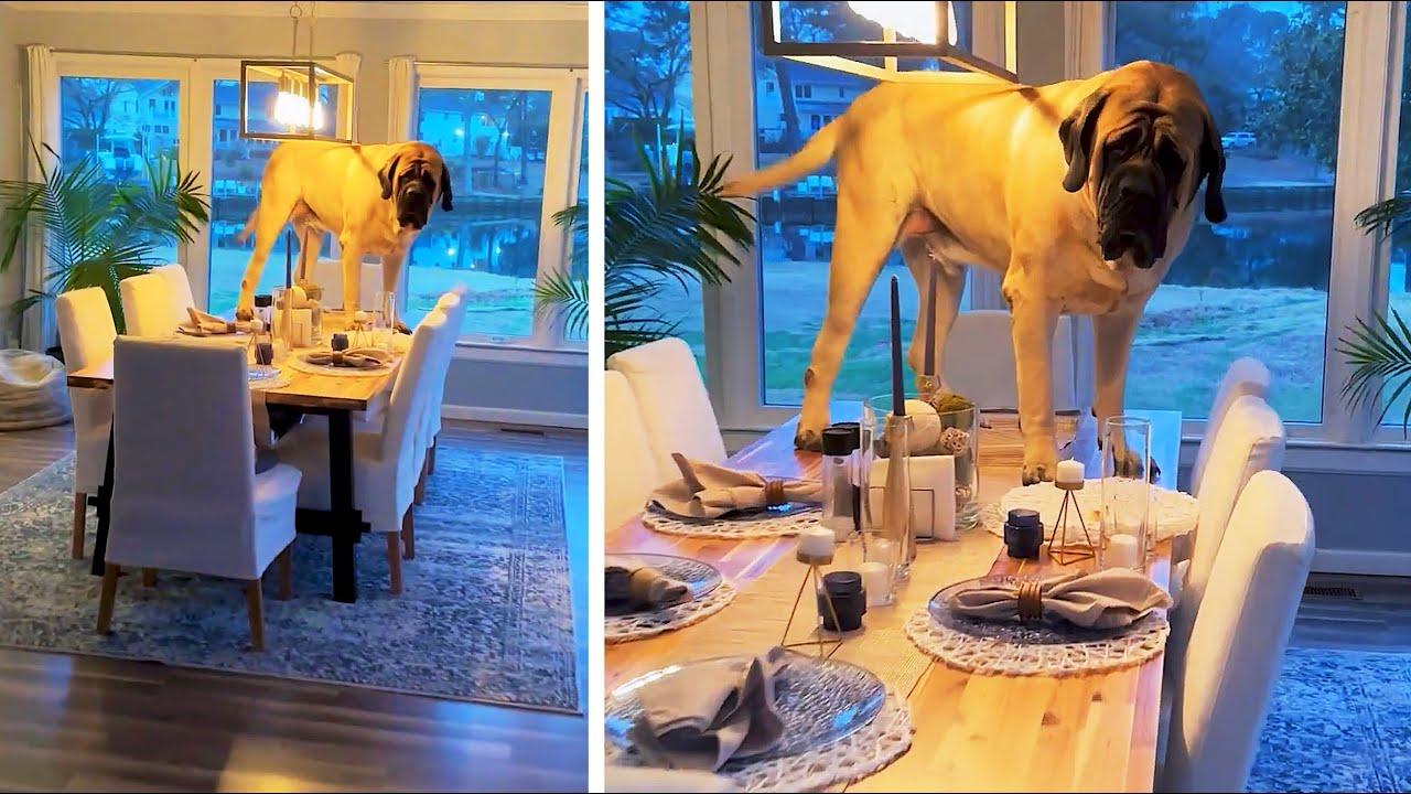 Embedded thumbnail for I migliori video del 2024 (Parte 23) || ✪ Stern DuTube - Compilazione divertente