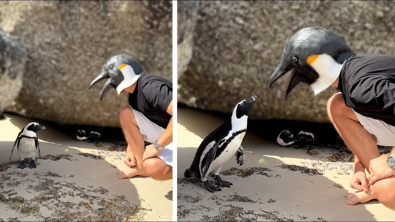 Embedded thumbnail for I 29 Migliori Video del 2026 su Stern DuTube con Reazioni Adorabili di Animali