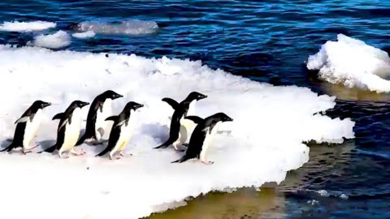 Embedded thumbnail for I migliori video di animali del 2025 || Die besten Videos (Teil 16) || ✪ Stern DuTube.video virali di animali 