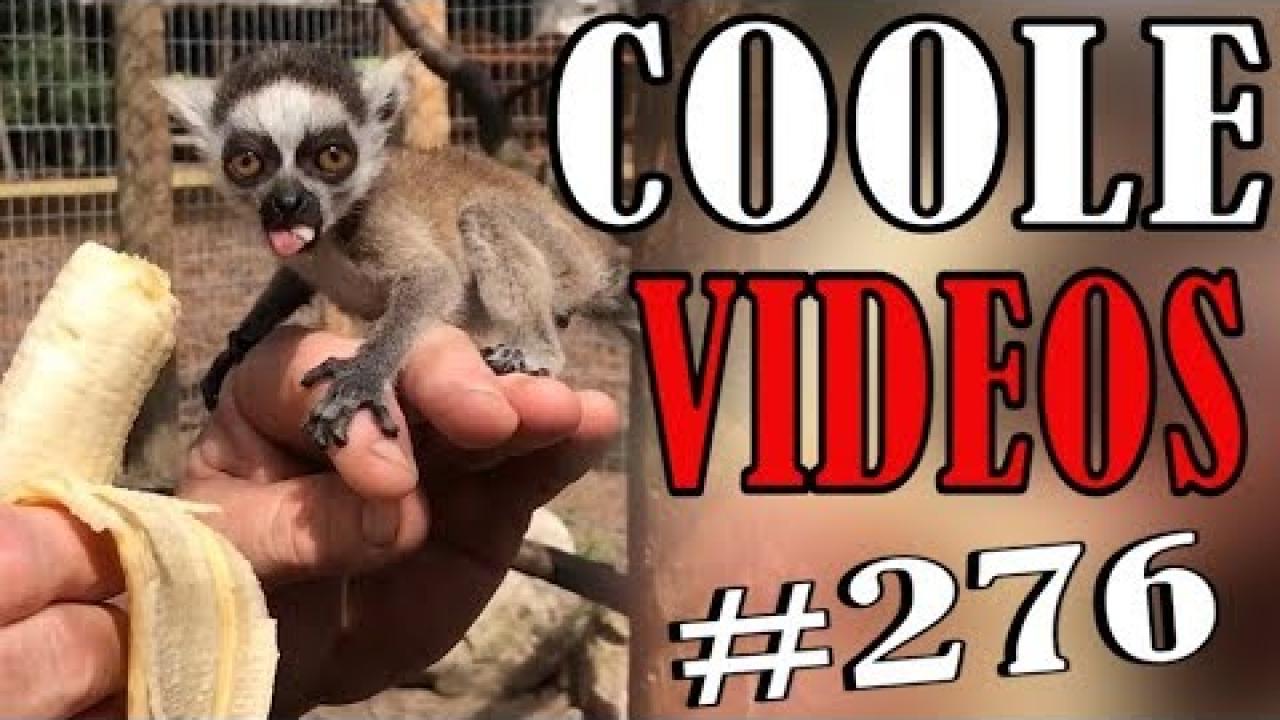 Embedded thumbnail for Coole Videos #276 || ✪ Stern DuTube: I migliori momenti di umorismo animale 2025