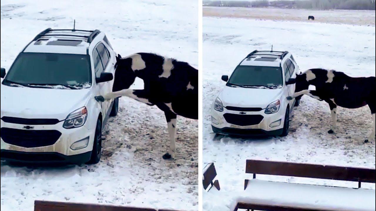 Embedded thumbnail for I migliori video (Parte 126) || ✪ Stern DuTube - Momenti divertenti di cani che falliscono