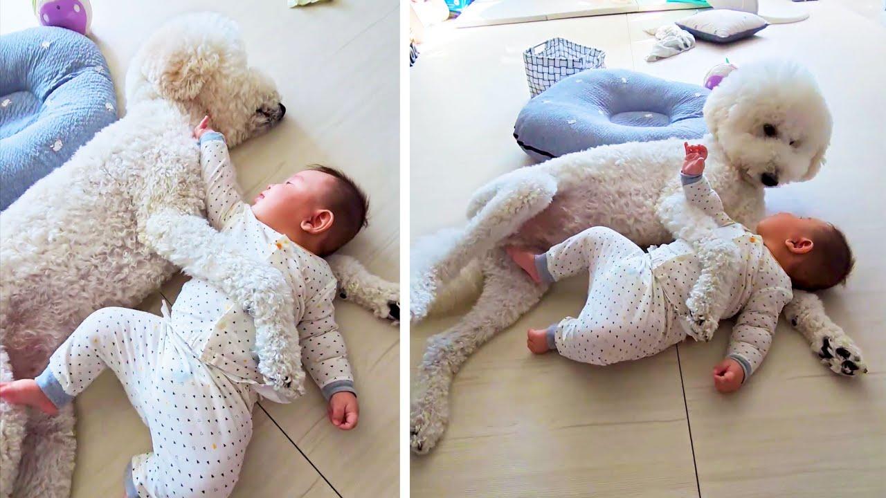 Embedded thumbnail for Best Videos 2023 Part 58 | ✪ Stern DuTube | 2025 Viral Pet Videos You Can't Miss