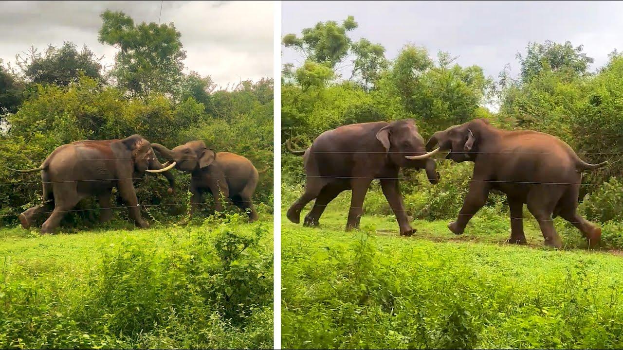 Embedded thumbnail for I migliori video del 2024 (Parte 65) || ✪ Stern DuTube - papere animali