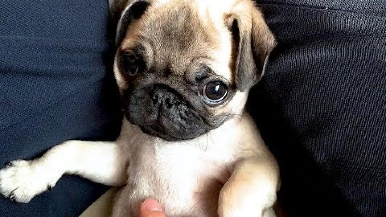 Embedded thumbnail for I migliori video di animali del 2025 (Parte 31) || ✪ Stern DuTube video virali di animali 2025