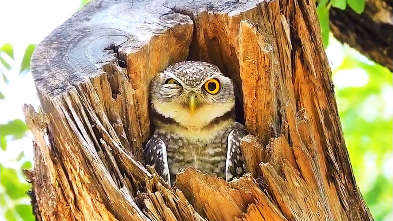 Embedded thumbnail for I migliori video del 2023 (Parte 92) || ✪ Stern DuTube - Trucchi esilaranti di cani