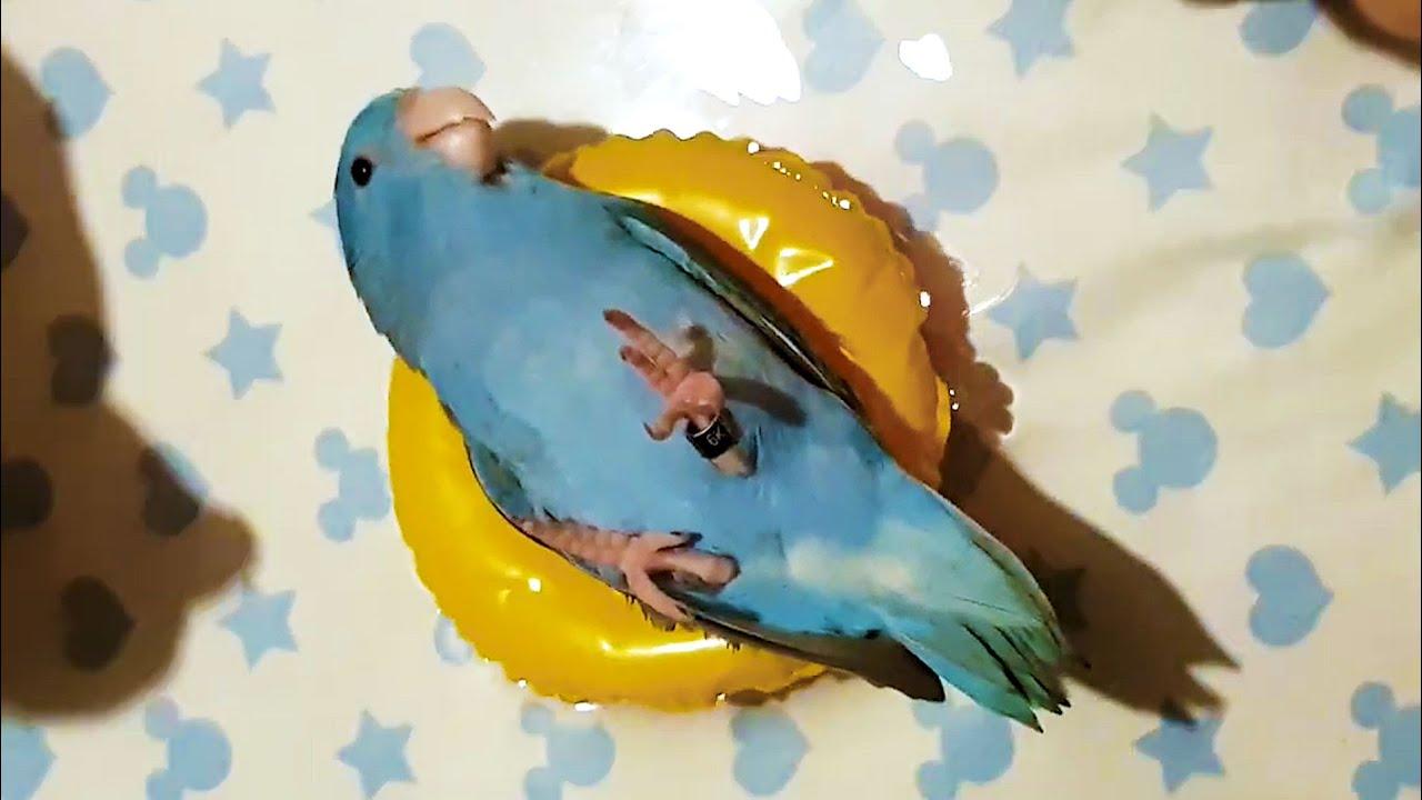 Embedded thumbnail for I migliori video (Parte 71) || ✪ Stern DuTube: video virali di animali 2025