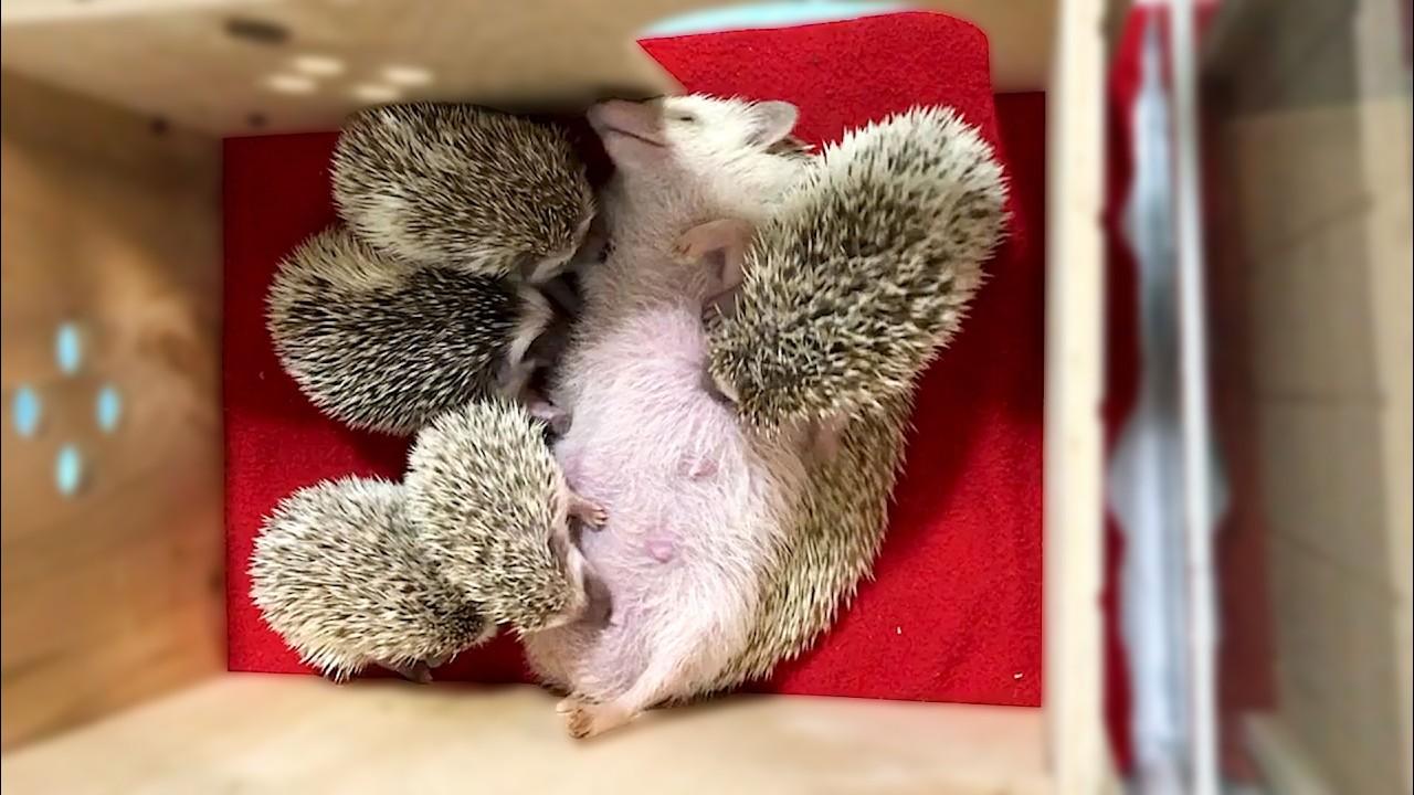 Embedded thumbnail for I Momenti di Animali Più Adorabili Catturati in Video 🦔🐾🥰 || ✪ Stern DuTube video virali