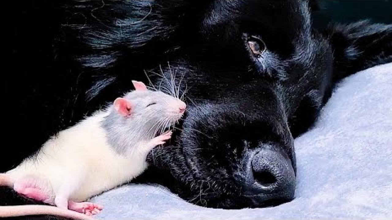 Embedded thumbnail for I migliori video (Parte 107) || ✪ Stern DuTube: trucchi esilaranti di cani