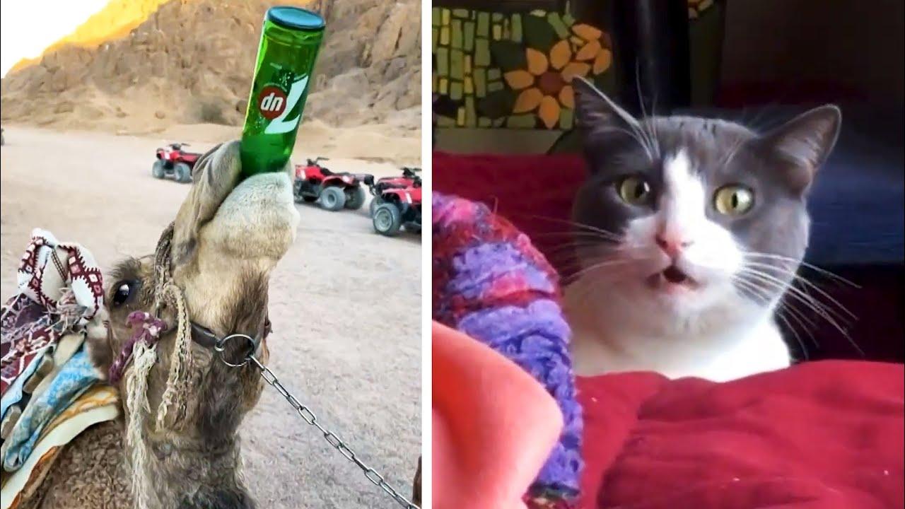 Embedded thumbnail for I migliori video del 2022 (Parte 79) || ✪ Stern DuTube trucchi esilaranti di cani