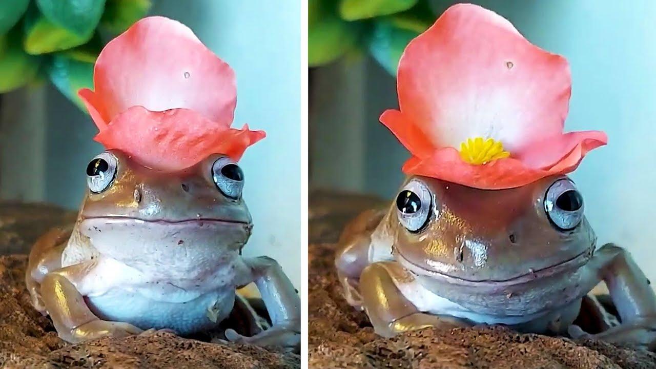 Embedded thumbnail for I migliori video 2022 (Parte 36) || ✪ Stern DuTube: momenti insoliti da non perdere