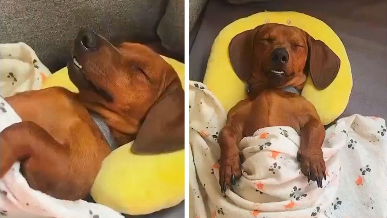 Embedded thumbnail for I migliori video del 2022 (Parte 71) ✪ Stern DuTube clip virali di gatti