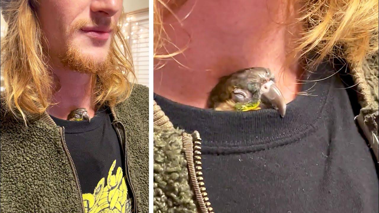 Embedded thumbnail for I migliori video del 2025 || ✪ Stern DuTube video divertenti di animali