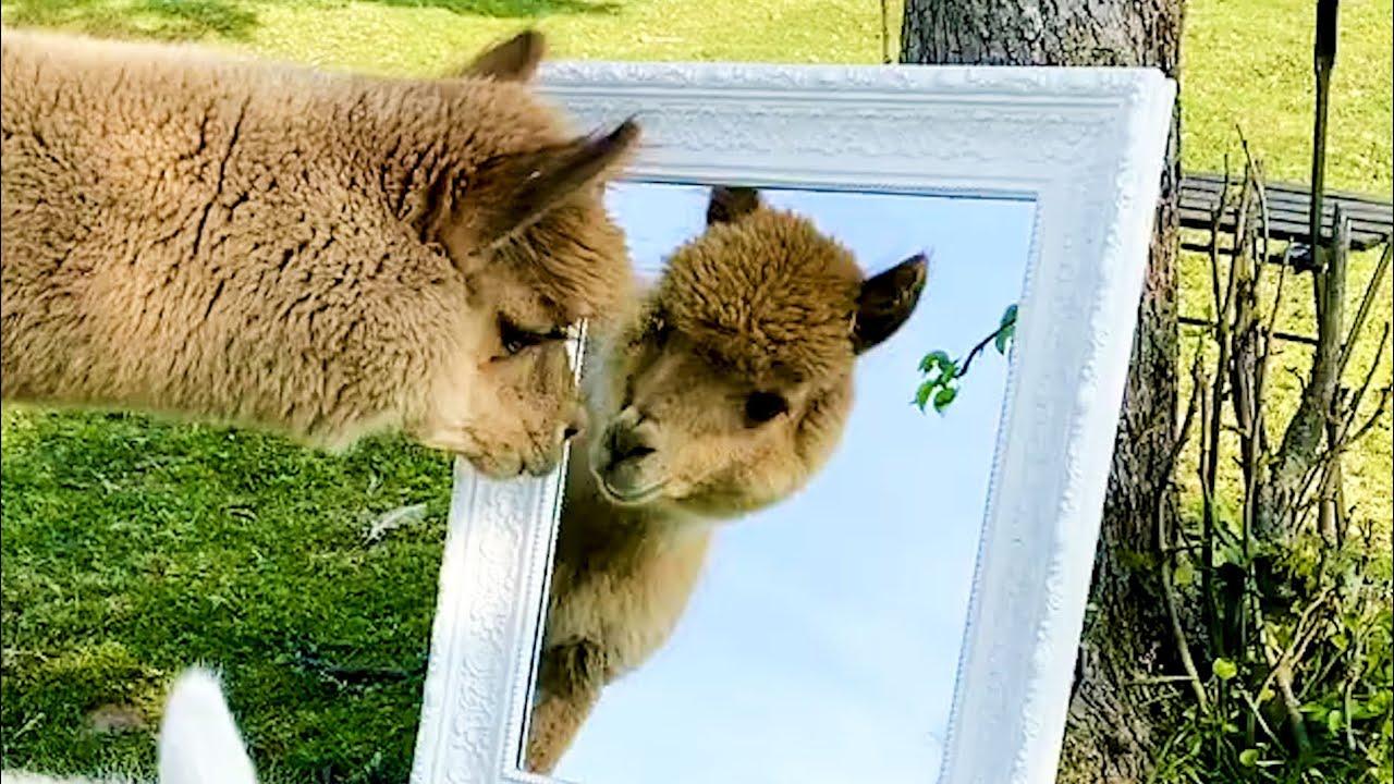 Embedded thumbnail for I migliori video parte 15 con Stern DuTube e momenti di cadute divertenti di cani