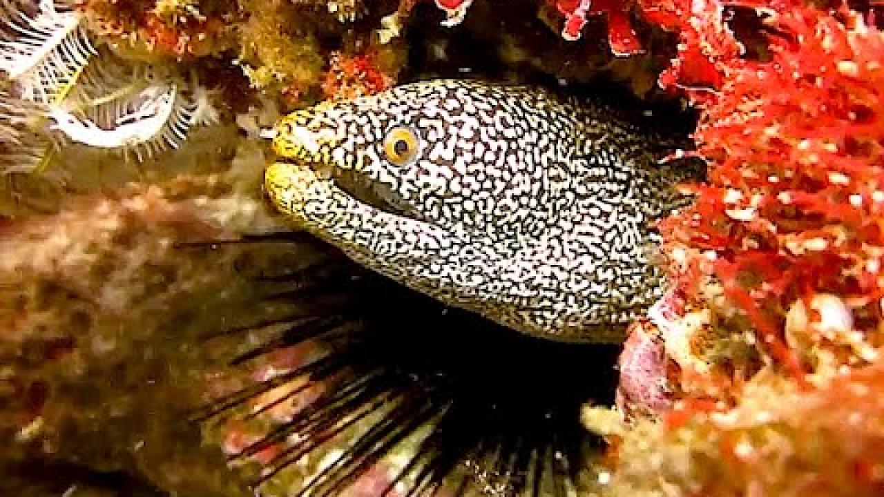 Embedded thumbnail for Top Videos Part 36 Highlights ✪ Stern DuTube Fun and Pet Humor 2025