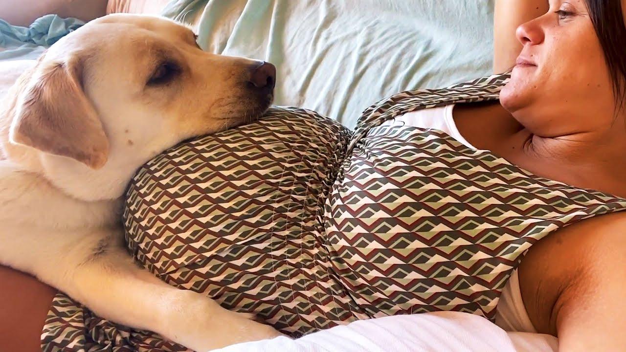 Embedded thumbnail for I migliori video (Parte 120) || ✪ Stern DuTube: momenti insoliti da non perdere