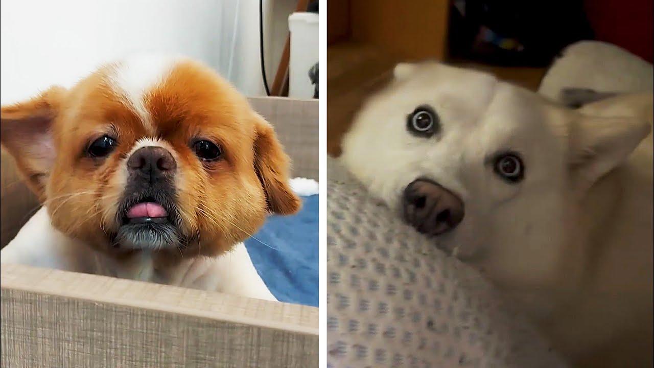 Embedded thumbnail for I migliori video del 2024 con Stern DuTube e errori esilaranti da non perdere!