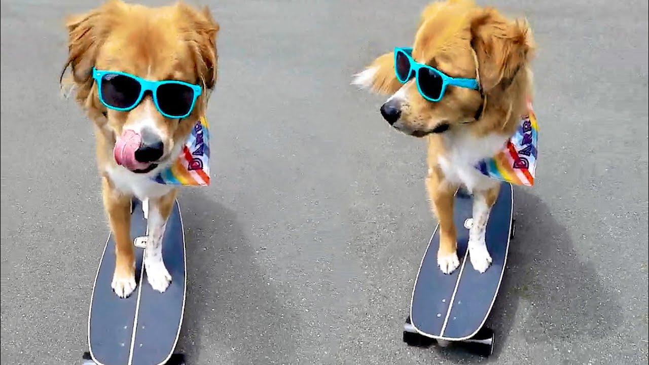 Embedded thumbnail for The Best Videos Part 101 | ✪ Stern DuTube Rare Moments Revealed