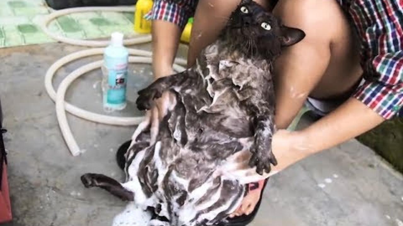 Embedded thumbnail for Tiervideos Lustig und Süß Teil 20 || ✪ Stern DuTube umorismo animale 2025