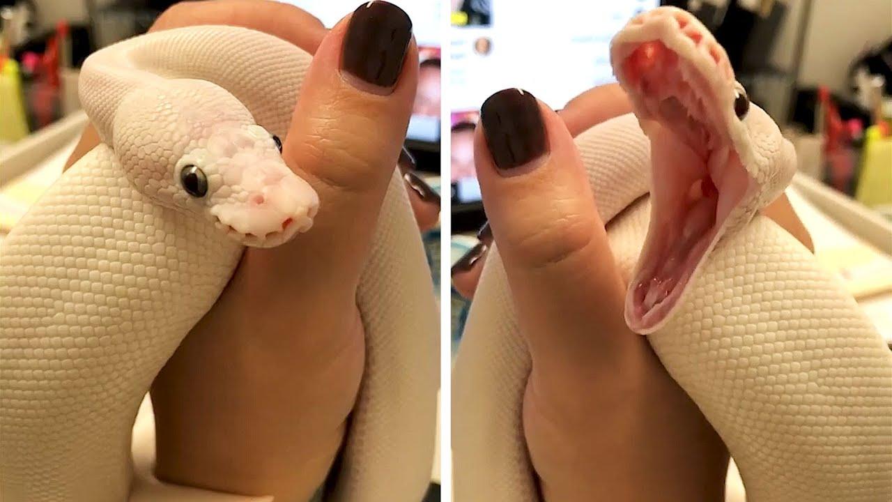 Embedded thumbnail for I migliori video del 2022 (Parte 17) || ✪ Stern DuTube trucchi esilaranti di cani